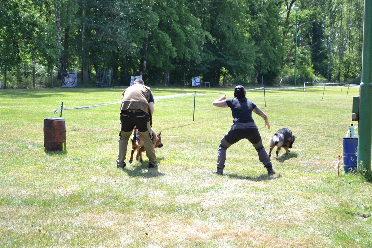rettungshunde-lehrte-hunderennen
