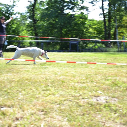 rettungshunde-lehrte-hunderennen