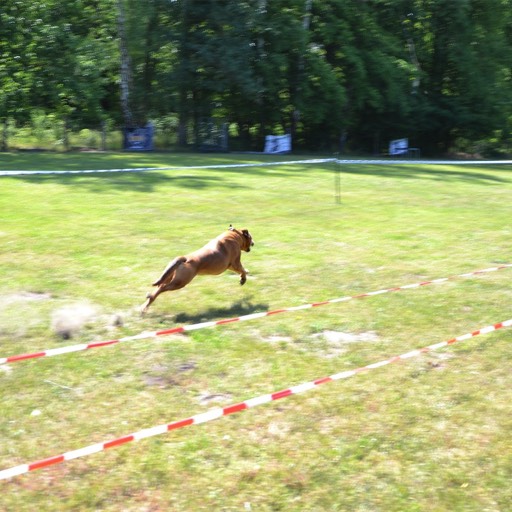 rettungshunde-lehrte-hunderennen