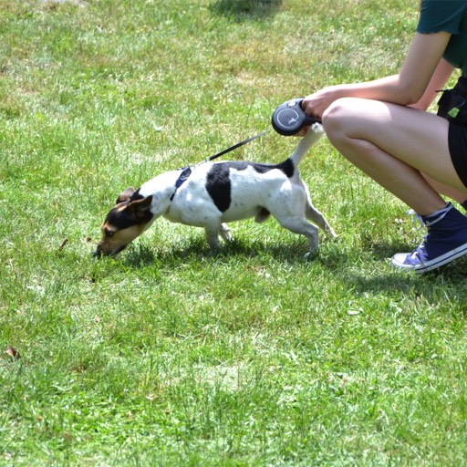 rettungshunde-lehrte-hunderennen