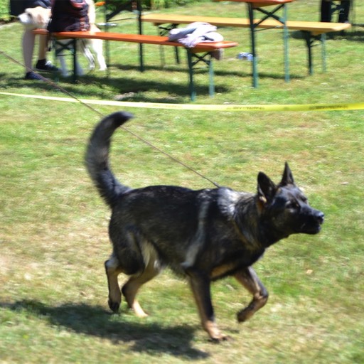 rettungshunde-lehrte-hunderennen