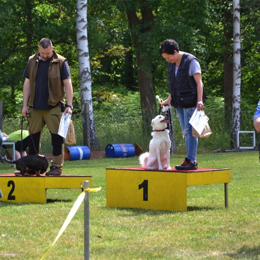 rettungshunde-lehrte-hunderennen