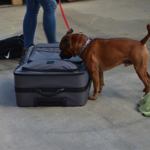 spürhunde-lehrte-sport