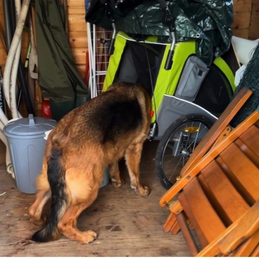 spürhunde-lehrte-sport